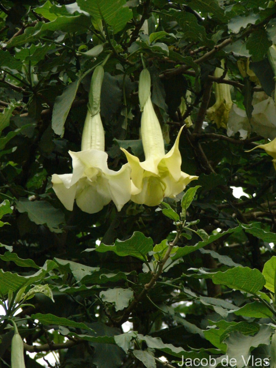 Brugmansia × candida Pers.